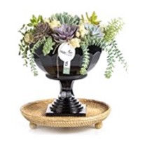 Vintage Smile Succulent Garden