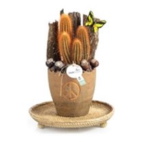 Based of Naturalness Cactus