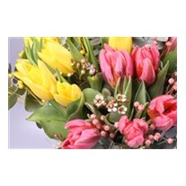 Magical Tulips - Lale