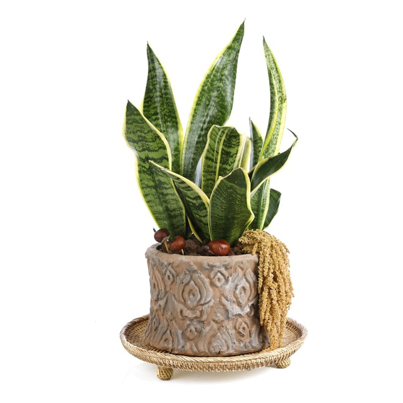 Premium Snake Plant