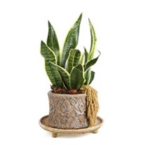 Premium Snake Plant