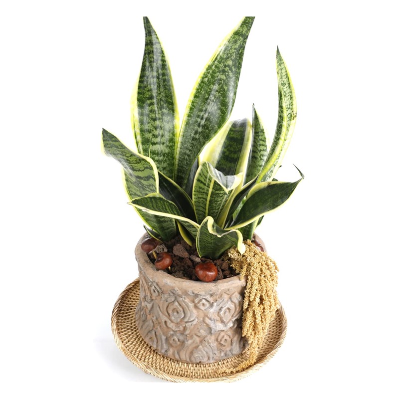 Premium Snake Plant