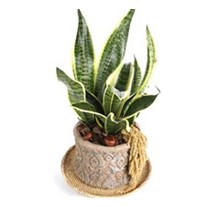 Premium Snake Plant