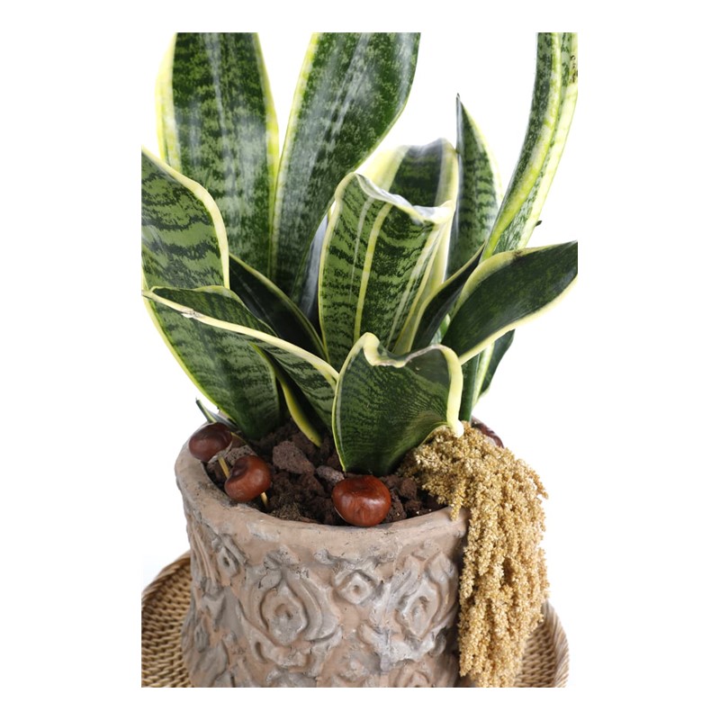 Premium Snake Plant