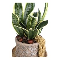 Premium Snake Plant