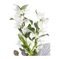 Bliss White Dendrobium Orchid