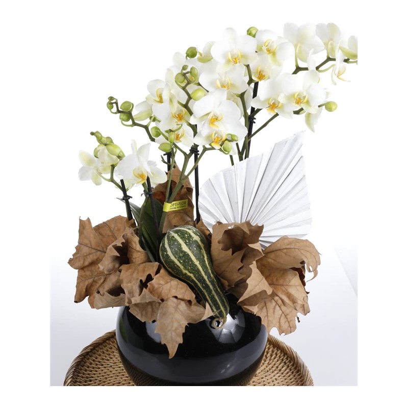 Premium Hoop Orchid