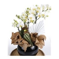 Premium Hoop Orchid