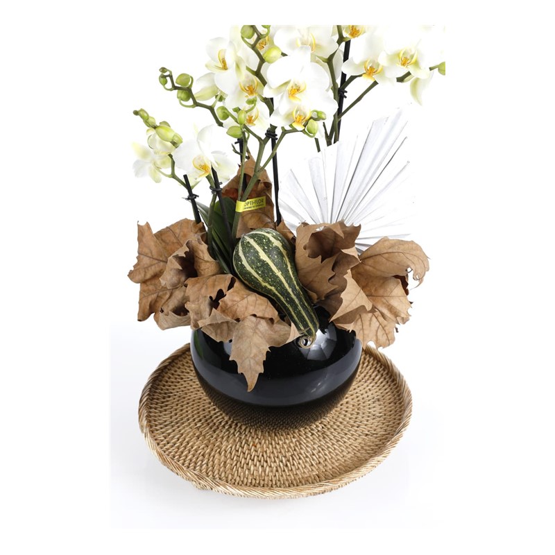 Premium Hoop Orchid