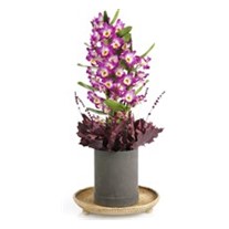 Masterful Watercolor Dendrobium