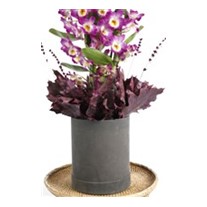Masterful Watercolor Dendrobium
