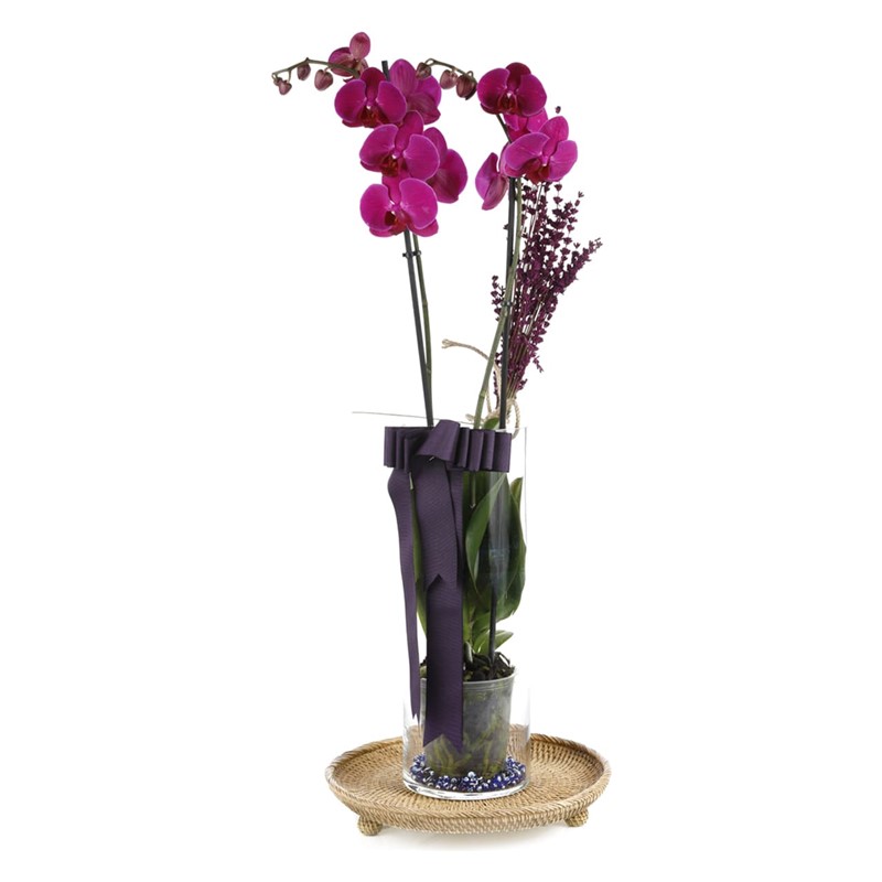 Someone Like You Purple Orchid