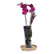 Someone Like You Purple Orchid