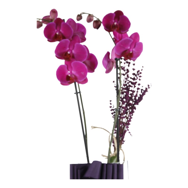Someone Like You Purple Orchid
