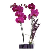 Someone Like You Purple Orchid