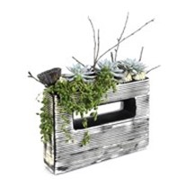 Find Balance Succulent