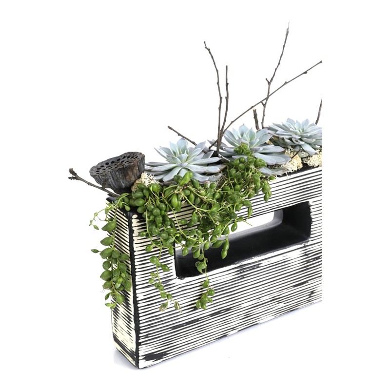 Find Balance Succulent