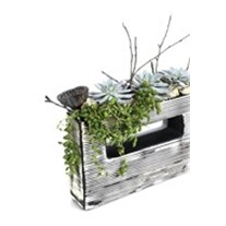 Find Balance Succulent