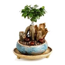True Affection Bonsai