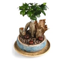 True Affection Bonsai