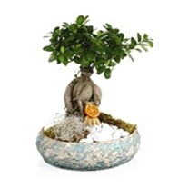 Seeds of Life Bonsai