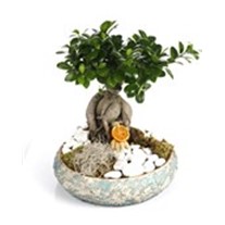 Seeds of Life Bonsai