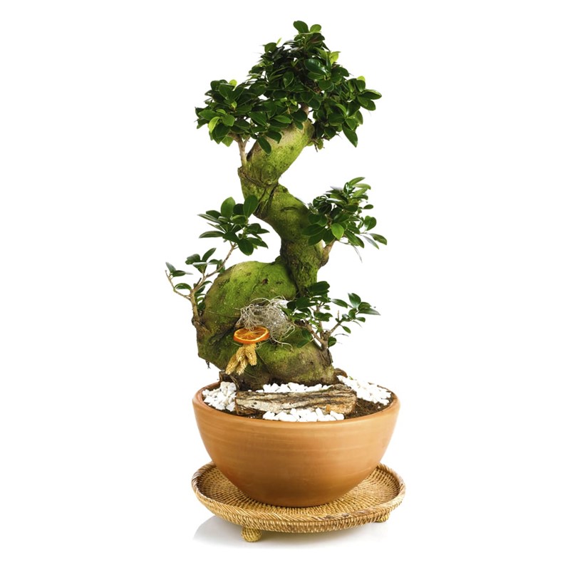 Majesty Bonsai
