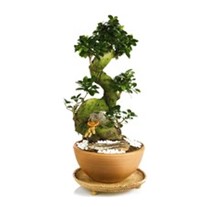 Majesty Bonsai