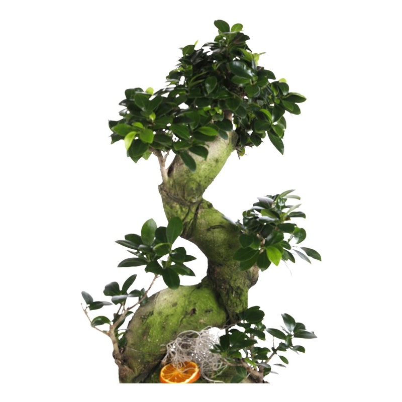 Majesty Bonsai