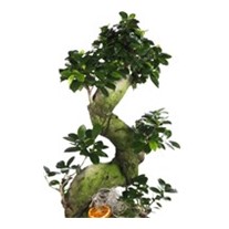 Majesty Bonsai