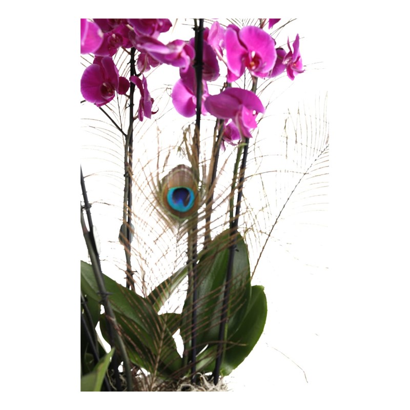 Pink Bubbles: Orchid and Bigger