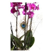 Pink Bubbles: Orchid and Bigger