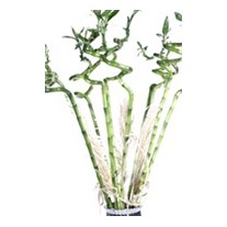 Lucky Bamboo