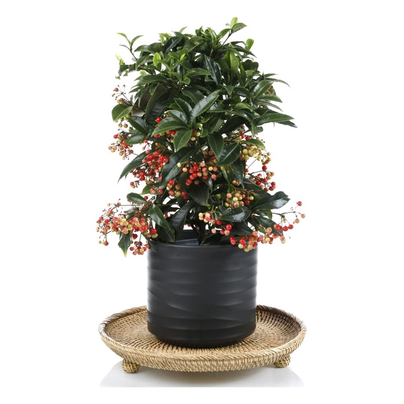 Christmas Plant Ardisia