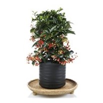 Christmas Plant Ardisia