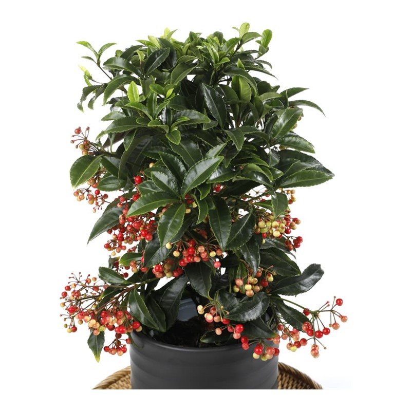 Christmas Plant Ardisia