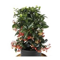 Christmas Plant Ardisia