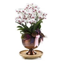 Deluxe Pink & White Orchid