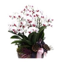 Deluxe Pink & White Orchid