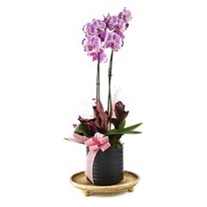 Sweet Pink Orchid