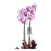 Sweet Pink Orchid