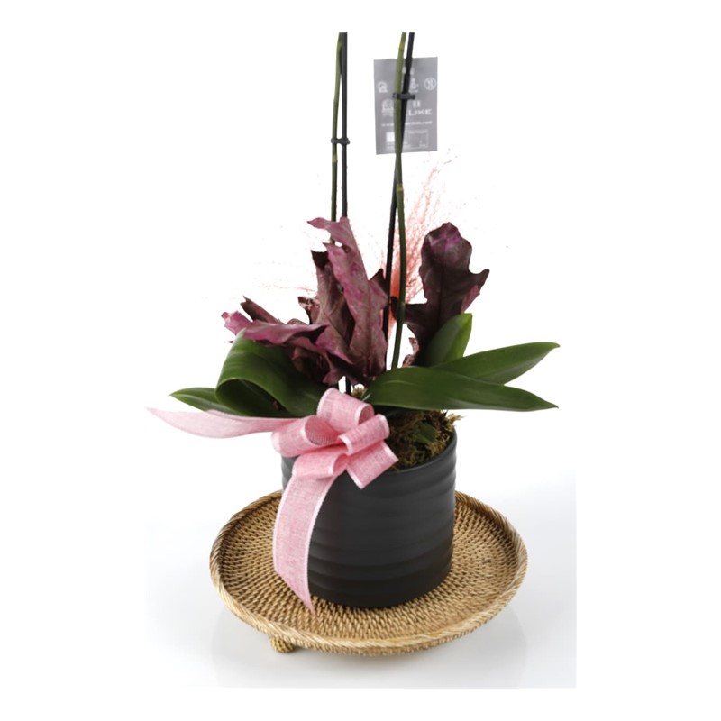 Sweet Pink Orchid