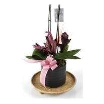 Sweet Pink Orchid
