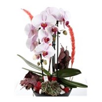Deluxe Curling Orchid