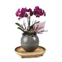 Deluxe Purple Midi Orchid