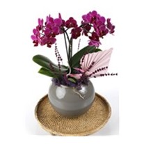 Deluxe Purple Midi Orchid