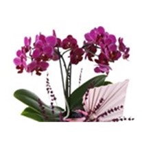 Deluxe Purple Midi Orchid