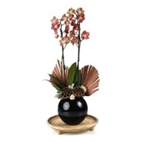 Deluxe Quality Orchid
