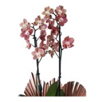 Deluxe Quality Orchid