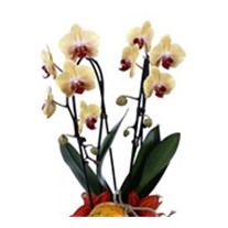Deluxe Yellow Curly Orchid